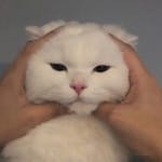 Esmeralda Patiño avatar